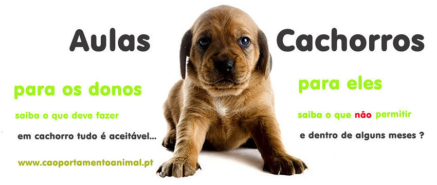 CÃOportamento Animal